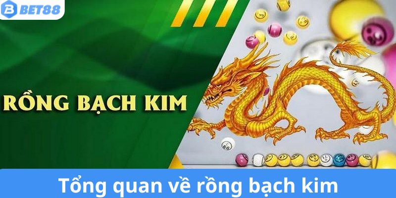 Đôi nét sơ lược về rồng bạch kim tại địa chỉ